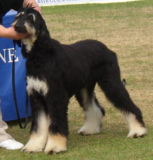 Ruben at Bath Championship show 2004